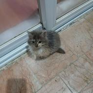 بچه گربه دستی