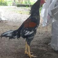 تخم مرغ لاری