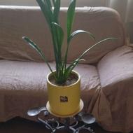 گل طبیعی سانسوریا