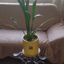 گل طبیعی سانسوریا