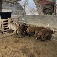 گوسفند بره نر سبک وزن