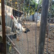 خروس لاری دونگ بالا زیر