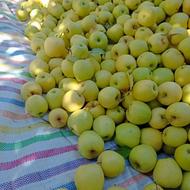 سیب سفید درجه یک