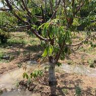 کارگر آشنا به امور باغبانی جهت باغ میوه به همراه سرایداری