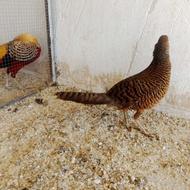 قرقاول ماده سیلور بلژیکی و جفت لیدی بالغ