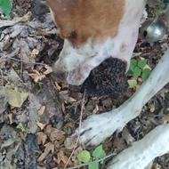 توله پوینتر های دنبلانی انگلیسی و آلمانی حرفه ای