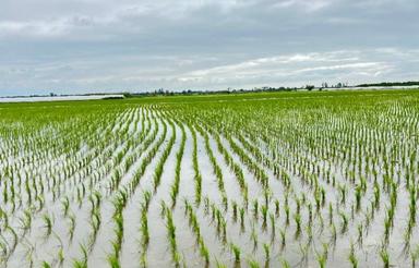 فروش شالیزارررر  5500 متر در روشندان