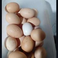فروش تخم مرغ برهما اصلی