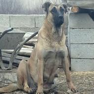 واگذاری دو عدد توله سگ سرابی ماده