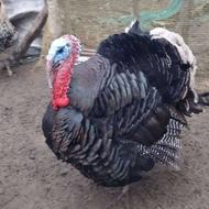 بوقلمون محلی