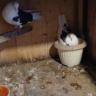 فروش جوجه کبوتر با کیفیت خوب