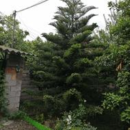 انجام کلیه کار های باغبانی، حیاط سازی و باغچه