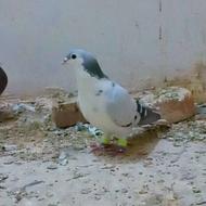 جفت امری سبز و سیاه