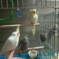 یک جفت عروس هلندی مولد همراه با چهار جوجه