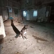 واگذاری پیتبول ماده تربیت شده نگهبان