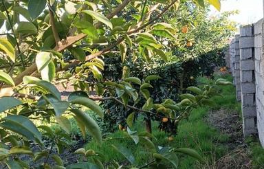 بافت مسکونی ابتدای عربخیل330منر دابودشت اتوبان آمل بابل