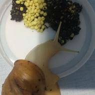 خاویار حلزون