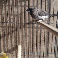 یک جفت فنچ بنگالی، جوجه بزرگ کن،خوش ذات