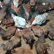 فروش مرغ محلی تخم گذار