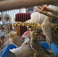 4عدد عروس هلندی با قفس