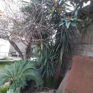 گل یوکا قد 4 متر