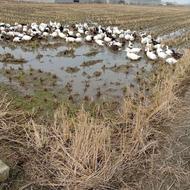 فروش اردک زنده فقط عمده ای