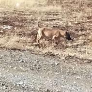 توله سگ سرابی واگذاری