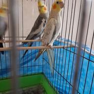 5تا عروس هلندی 3تا نر 2تا ماده