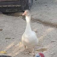 2 عدد قوغاز نر