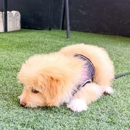 واگذاری توله شیتزو عزیز 7ماهه شناسنامه دار