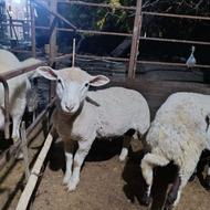 بره قوچ ایلدو ....