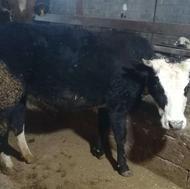 گاو تلیسه ابستن