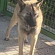 واگذاری یک قلاده. سگ مالینیوز