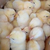 جوجه گوشتی راس پلاس