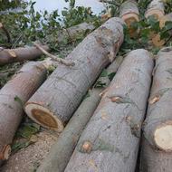 خریدار انواع چوب آلات باغی و جنگلی