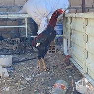 خروس لاری تاج مهر