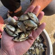 فروش ماهی های سه چهار بندی