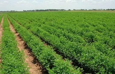 زمین کشاورزی دیم در جاده تنگه واشی