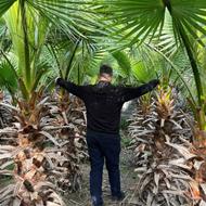 پالم گلدونی