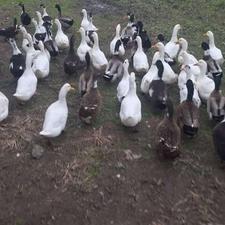 اردک نر گوشتی فروش دانه ای 330 هزار تومن