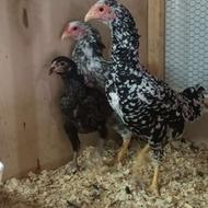 مرغ کوشامو 7 ماهه