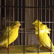 مرغ عشق پروانه ای