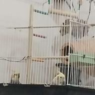 معاوضه فقد با کوتوله