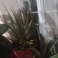 انواع گل فروشی