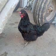 دوعدد مرغ محلی جوان