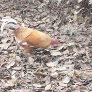 یک مرغ و یک خروس دو رگ لاری طلایی