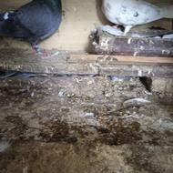 کبوتر تضمینی