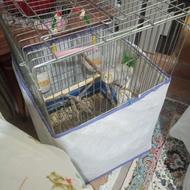 عروس هلندی نر رام با قفس