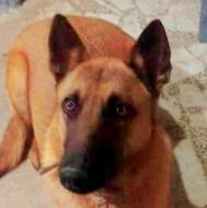 یک عددتوله ژرمن 10ماهه نر.خیلی باهوش زرنگ وبا تربیت