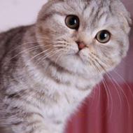 متقاضی اسکاتیش و بریتیش بالغ